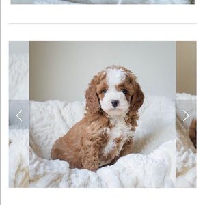 Meet your Posher, Ruth ann